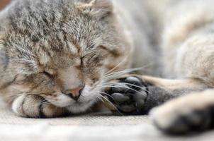 Close up of a sad and lazy tabby cat napping on the couch outdoors in evening photo