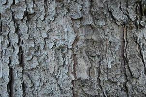 Tree bark texture photo