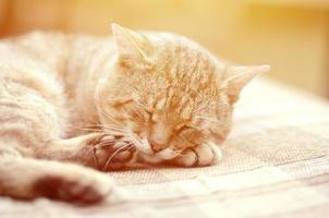 Close up of a sad and lazy tabby cat napping on the couch outdoors in evening photo