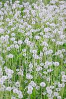 White fluffy dandelions flower in green field, natural background