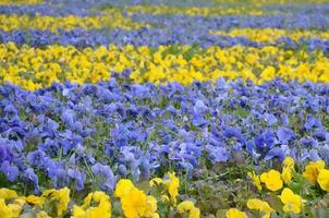 hermosos pensamientos florecientes violetas y amarillos en el jardín de primavera foto