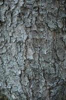 textura de corteza de árbol foto