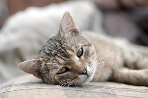 Close up of a sad and lazy tabby cat napping on the couch outdoors in evening photo