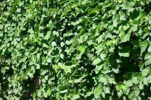 textura de una pared cubierta de hiedra de hojas verdes en un viñedo foto