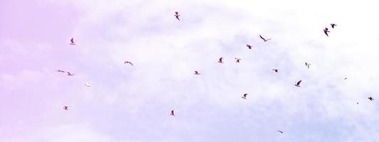 muchas gaviotas blancas vuelan en el cielo azul nublado foto