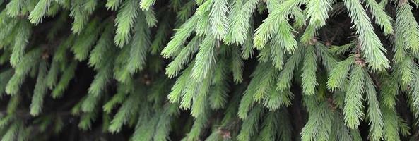 Fluffy green fir tree brunch close up. Christmas wallpaper concept with copy space photo