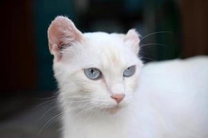 Pure white cat with turquoise blue eyes and pink defective ears photo