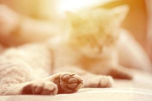 Sad tabby cat lying on a soft sofa outdoors and resting with paw in focus photo