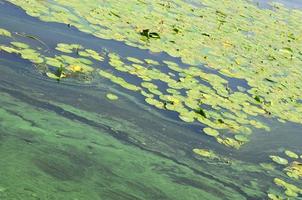 The surface of an old swamp covered with duckweed and lily leaves photo