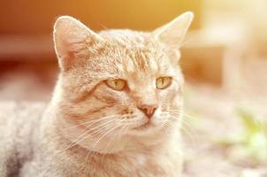 Sad muzzle portrait of a grey striped tabby cat with green eyes, selective focus photo