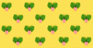 Tropical palm monstera leaves lies in a pastel pails on a colored background. Flat lay trendy minimal pattern. Top view photo