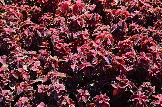 ortiga pintada, fondo de hojas variegadas decorativas. hojas rojas y verdes de la planta de coleo foto