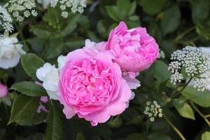 photo of pink peony roses in the summer garden