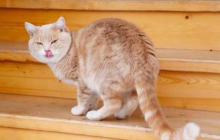 photo of red cat licks its lips