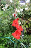 blooming red gladiolus in garden photo