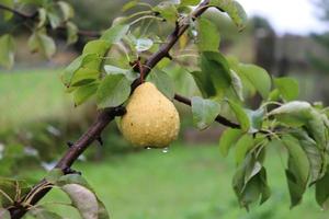 pear on a branch in raindrops photo