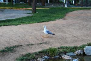 photo of seagull walking in the park