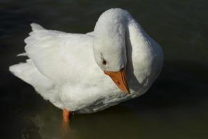 Goose washed in water. White goose on lake. Waterfowl stands in water. photo