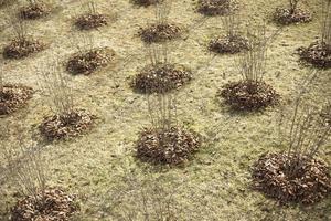 Lots of trees in holes. Planting seedlings in ground. City Park. photo