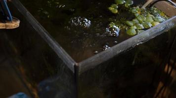 Water in aquarium. Aquarium in room. Bubbles on surface of water. photo