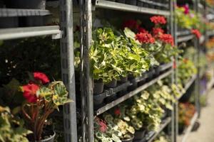 flores en macetas en el mercado del jardín. mercado de jardín en la ciudad. plantas en verano. foto