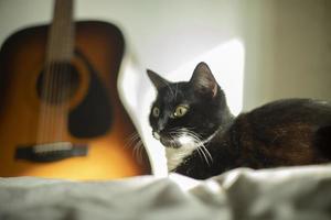 Black cat with white speck. Cat at home. Pet looks around. photo