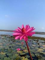 flor de loto rosa, flor rosa, flor de loto, flores del lago foto