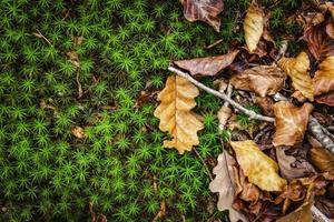 A beautiful background of dried autumn leaves and green moss, naturalistic background pattern photo