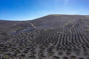 Vineyards in La Geria, Lanzarote, Spain photo