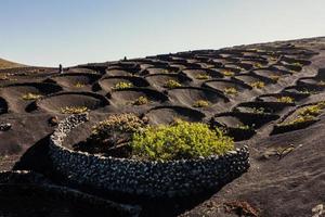 Vineyards in La Geria, Lanzarote, Spain photo