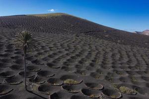 Vineyards in La Geria, Lanzarote, Spain photo