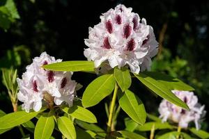 Cerrar imagen de híbrido de rododendro foto