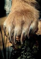 Brown Bear Paw With sharp Claws photo