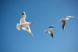 Seagull flying in blue a sky