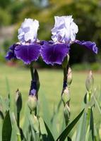 iris alemán, iris barbata foto