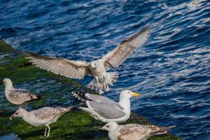 Seagulls is found on the shore of the sea photo