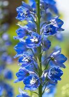 espuela de caballero de vela, delphinium elatum foto