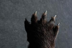 Black Bear Paw With sharp Claws photo