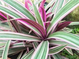 plants that decorate the yard photo