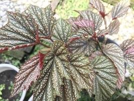 plants that decorate the yard photo