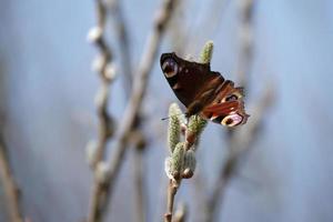 Peacock butterfly on a catkin, colorful butterfly on a blooming willow tree photo