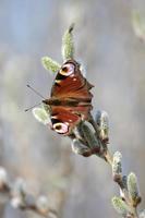 Peacock butterfly on a catkin, colorful butterfly on a blooming willow tree photo