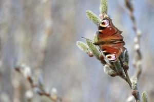 Peacock butterfly on a catkin, colorful butterfly on a blooming willow tree photo