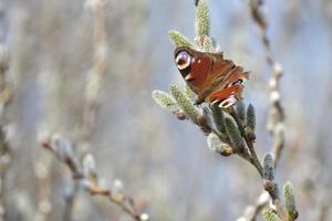 Peacock butterfly on a catkin, colorful butterfly on a blooming willow tree photo