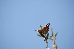 Peacock butterfly on a catkin, colorful butterfly on a blooming willow tree photo