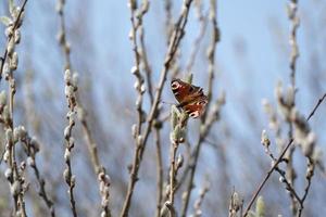 mariposa pavo real en un amento, mariposa colorida en un sauce floreciente foto