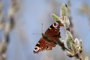 Peacock butterfly on a catkin, colorful butterfly on a blooming willow tree photo