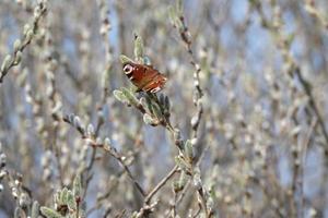 Peacock butterfly on a catkin, colorful butterfly on a blooming willow tree photo