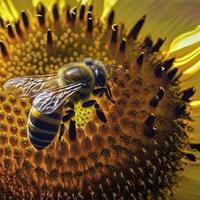 Bee over the sunflower flower photo