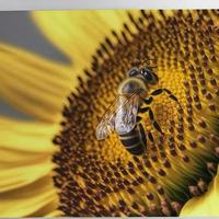 Bee over the sunflower flower photo